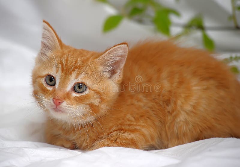 Ginger kitten stock image. Image of interested, european 40352297