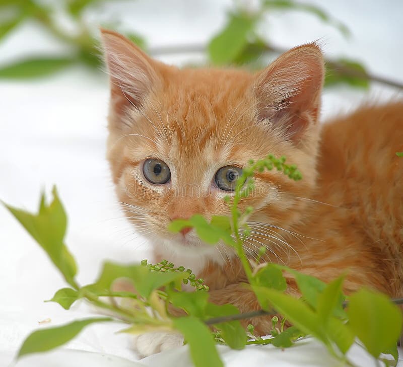Ginger kitten stock photo. Image of looking, collar, adorable 40352958