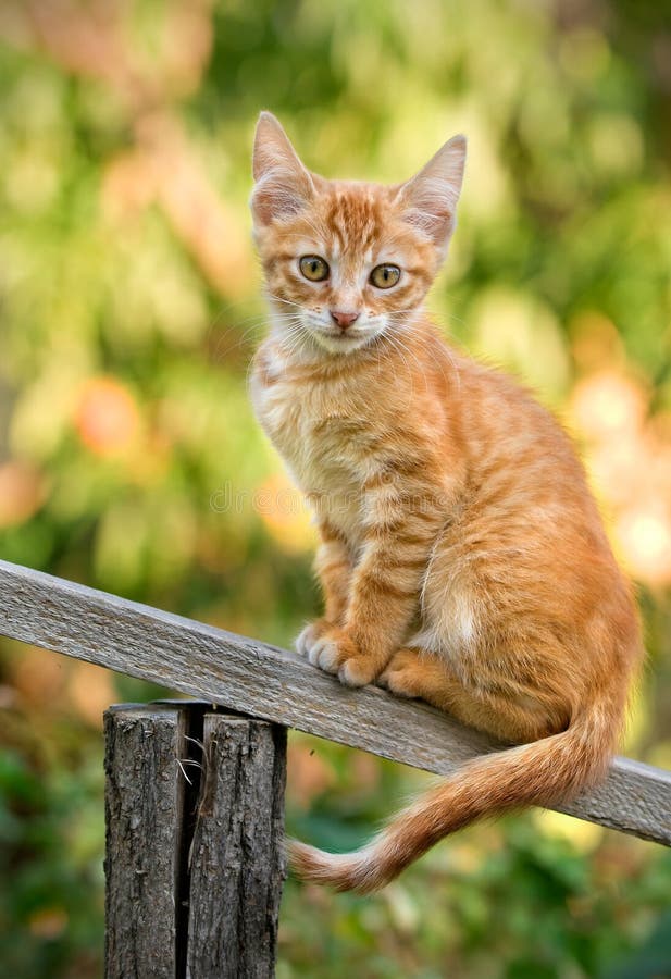 Ginger kitten stock image. Image of furry, funny, pretty 36697301