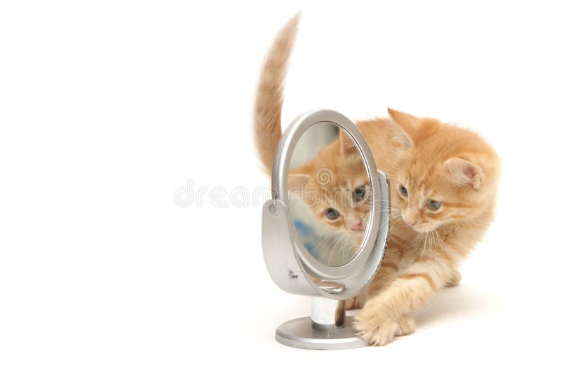 Ginger kitten looking into the mirror stock photo Ginger kitten looking into the mirror stock photo