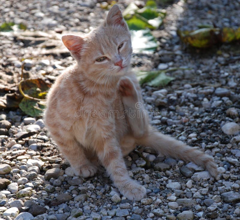 Ginger Kitten Scratching