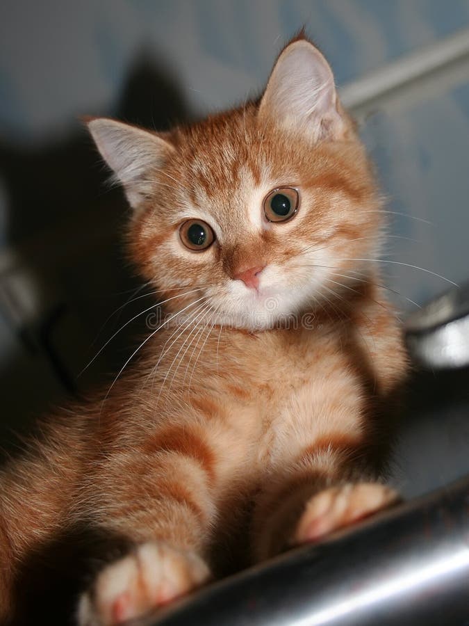 Ginger Kitten is Standing on a Pipe and Looking Down Stock Photo