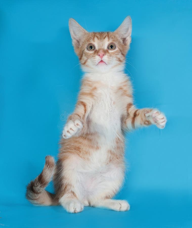 Ginger Kitten White Kitten Standing Hind Legs Blue Stock Photos Free