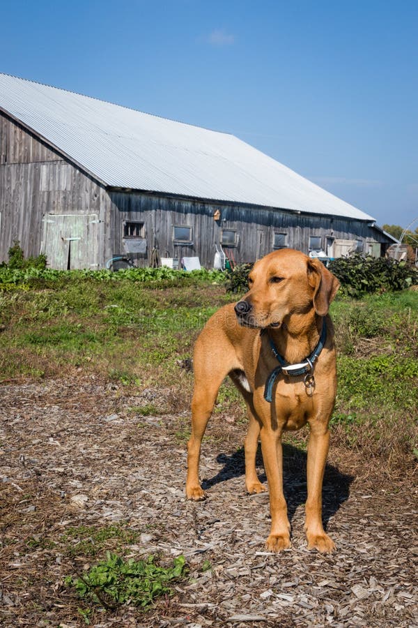 Ginger labrador brack dog stock image. Image of proud 128533991