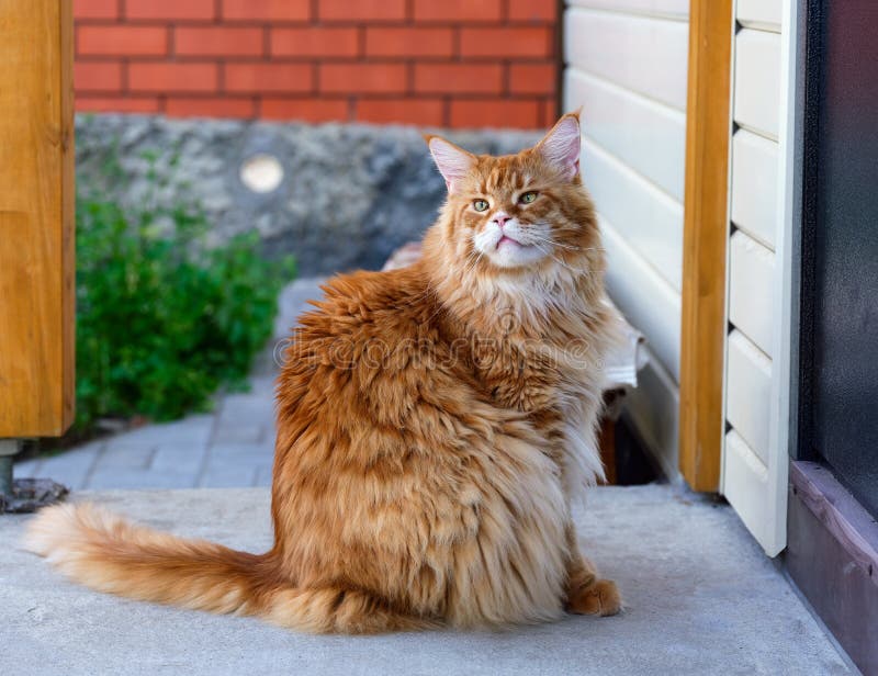 A Ginger Maine Coon Cat Sitting on a Porch Outside Stock Image - Image ...