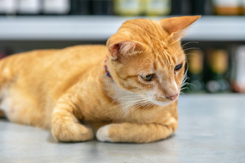Ginger Orange Young Shorthair cat si trova su un frigorifero in un negozio in Thailandia, guarda con curiosità, bagna e gioca. immagini stock libere da diritti Ginger Orange Young Shorthair cat si trova su un frigorifero in un negozio in Thailandia, guarda con curiosità, bagna e gioca. immagini stock libere da diritti