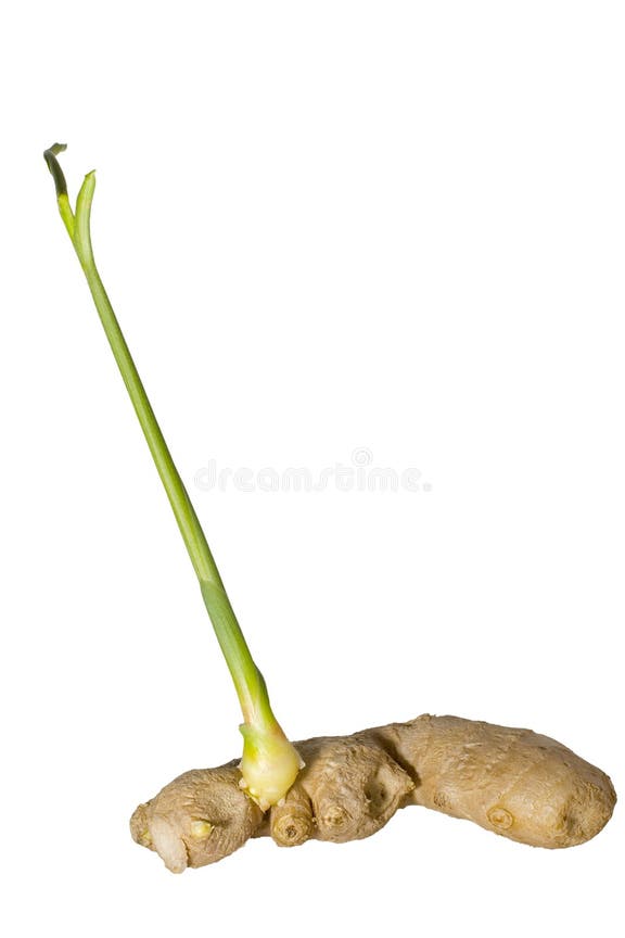 49,374 Ginger Plant Stock Photos Free & RoyaltyFree Stock Photos