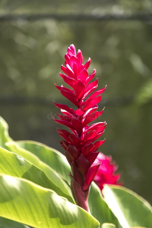 Ginger Plant Bloom imagen de archivo. Imagen de hoja 102585847