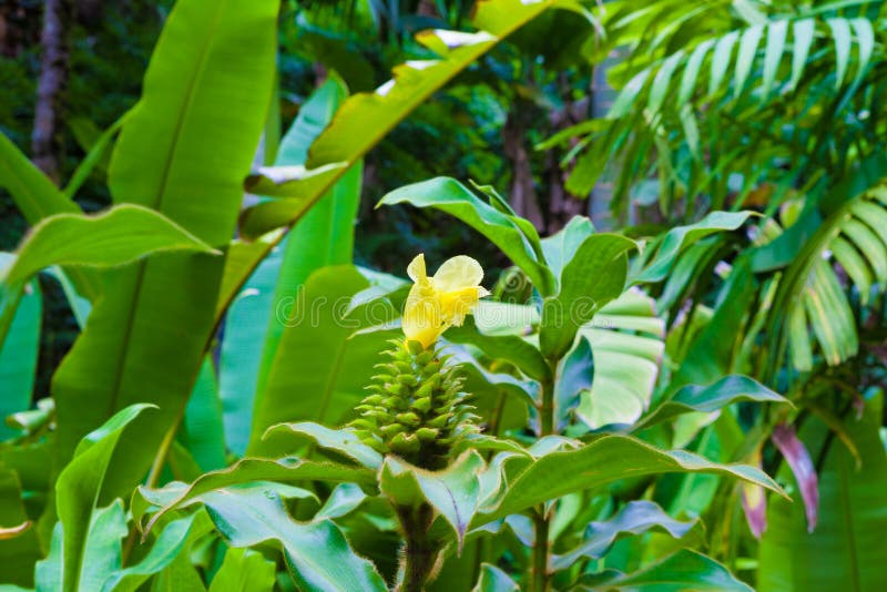 Ginger plant stock photos