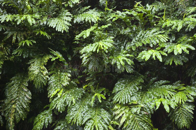 Ginger plant in Maui, Hawaii. stock photos