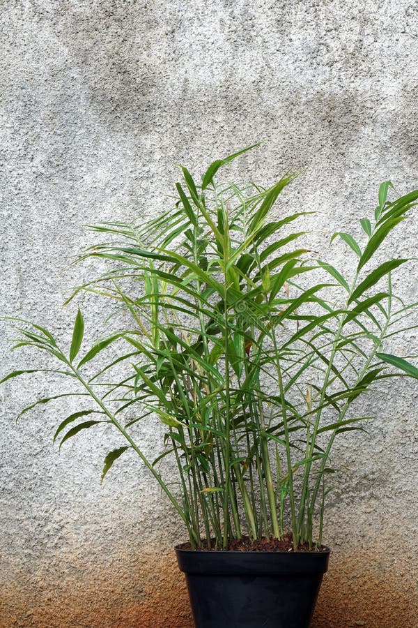 Ginger plant in pots stock image. Image of organic, leaf 211316415