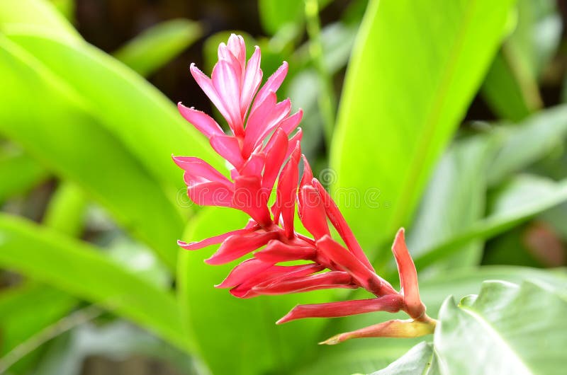 Ginger plant stock image