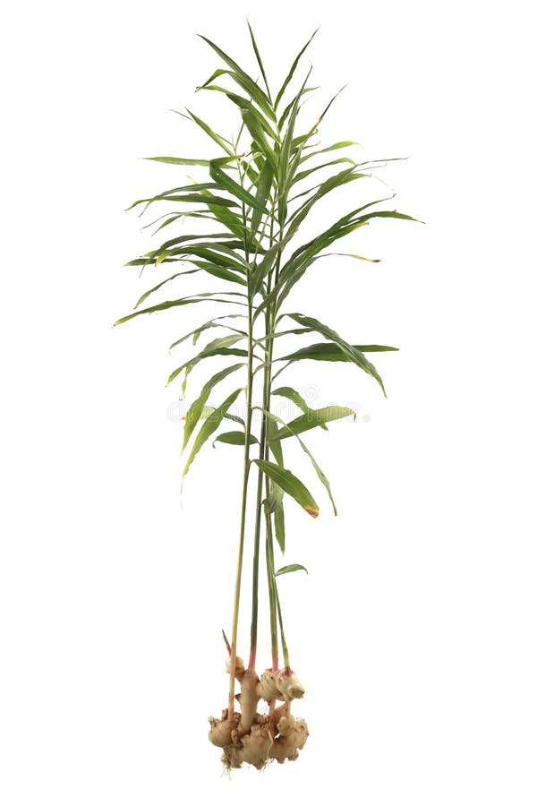 Ginger plant, root and leaves, freshly harvested royalty free stock photography