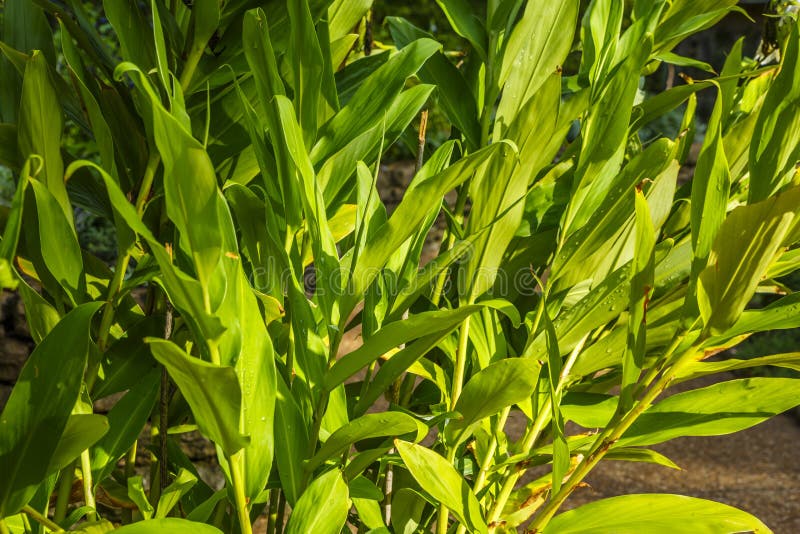 Ginger Plant stock image. Image of medicine, ginger, medicinal 60783559