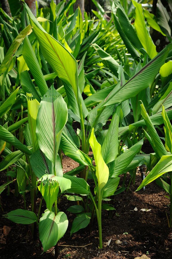 Ginger Plants stock image. Image of tropical, nature 21174007