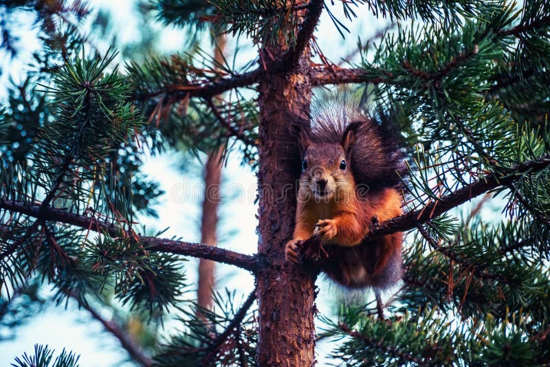 Ginger red squirrel on pine tree branches in autumn forest