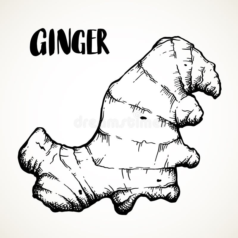 Ginger Root Hand Drawn Illustration Stock Vector Illustration of