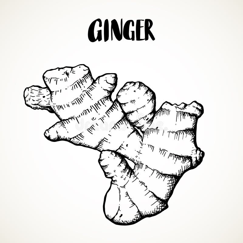 Ginger root engraving hand drawn illustration