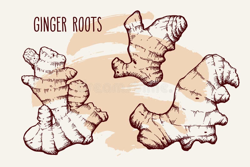 Ginger root hand drawn illustration