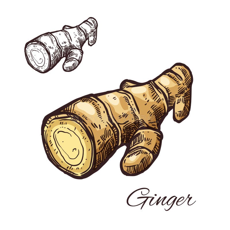 Ginger root sketch for kitchen spice and seasoning