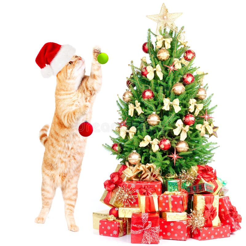 Ginger santa cat and Christmas tree.