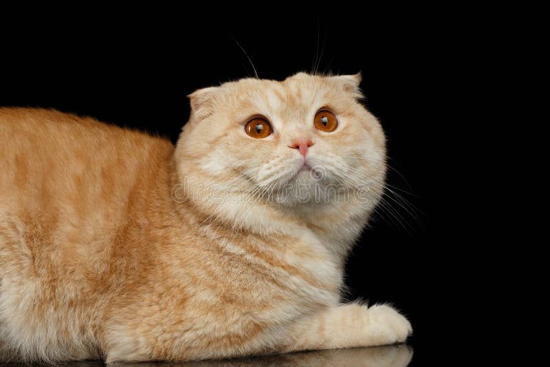 Ginger Scottish Fold Cat Lies Black Stock Photos Free & RoyaltyFree Stock Photos from Dreamstime