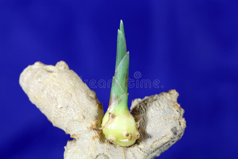 Germinating ginger stock photo. Image of growth, diet 26463870