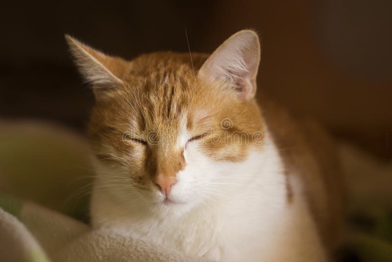 Ginger Sleepy Cat, Slumbering Cat, Cat Face Stock Photo Image of