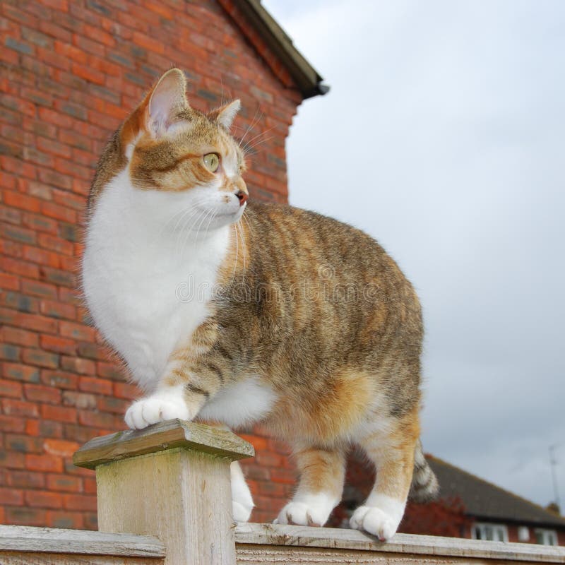 Ginger tabby cat on garden fence