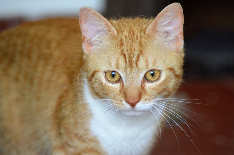 Pet ginger tabby cat stock photo. Image of tabby, girl 7637894