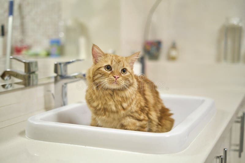 Ginger Tabby Cat is in the Sink. Pet in the Bathroom. Cat in a White ...