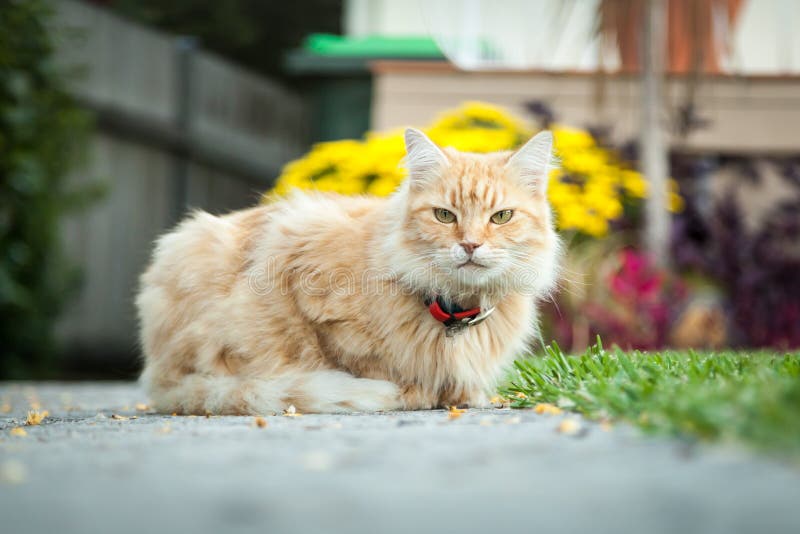 Ginger Tabby Cat Sitting in Front of Her House