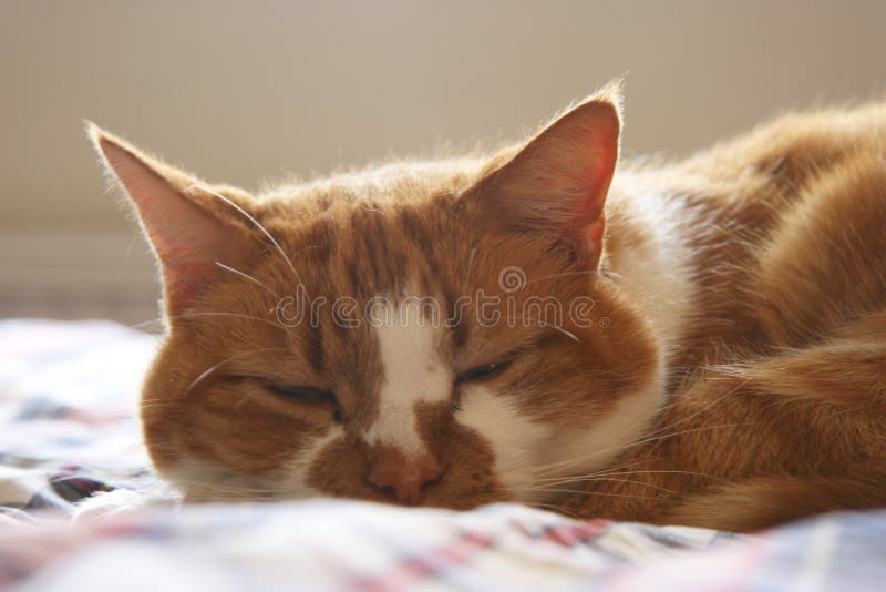 Pet ginger tabby cat stock photo. Image of tabby, girl 7637894