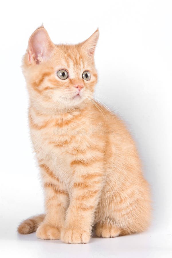 ginger tabby cat lifespan ginger tabby cat lifespan