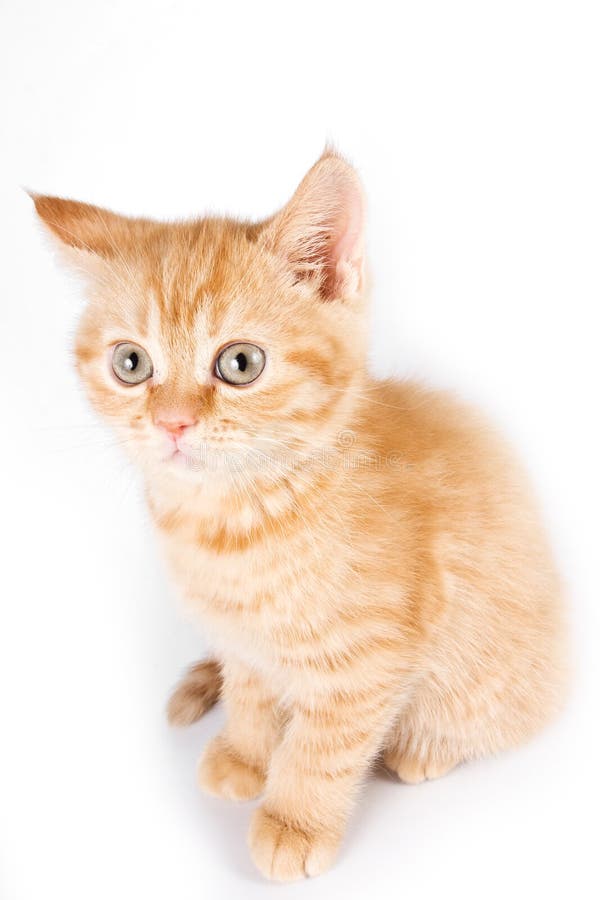 Ginger tabby kitten stock image. Image of ginger, spotty 118141261