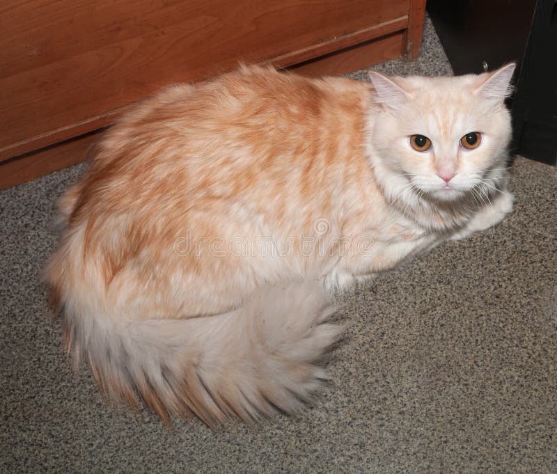 Ginger Tabby Longhair Cat Orange Eyes Lying Stock Photos Free
