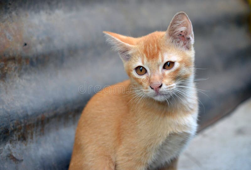 Ginger Adorable Meowing Tabby Thai Kitten Outdoors Stock Photos Free