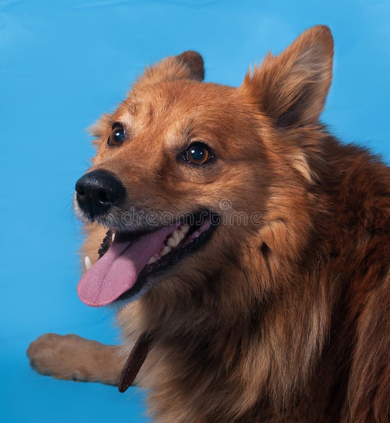 Ginger Thick Fluffy Dog Lies on Blue Stock Photo Image of tongue