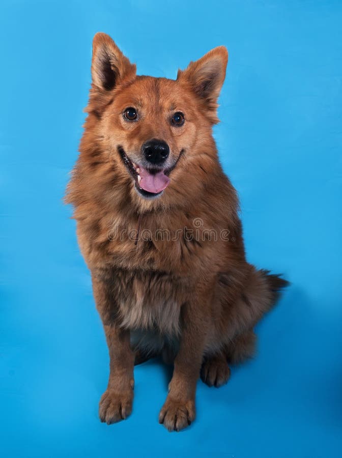 Ginger Thick Fluffy Dog Sitting on Blue Stock Image Image of claws, mammal 46850053