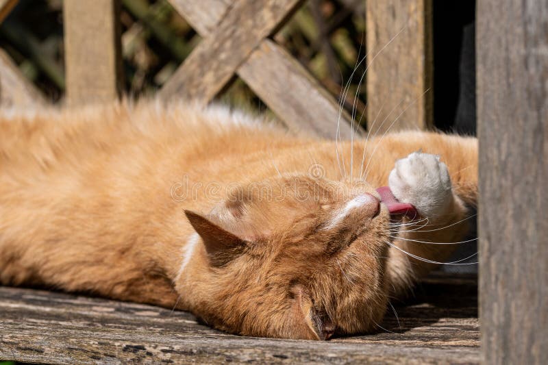 Ginger Tom Cat Washing Front Paw and Sunbathing on Wooden Bench Stock ...