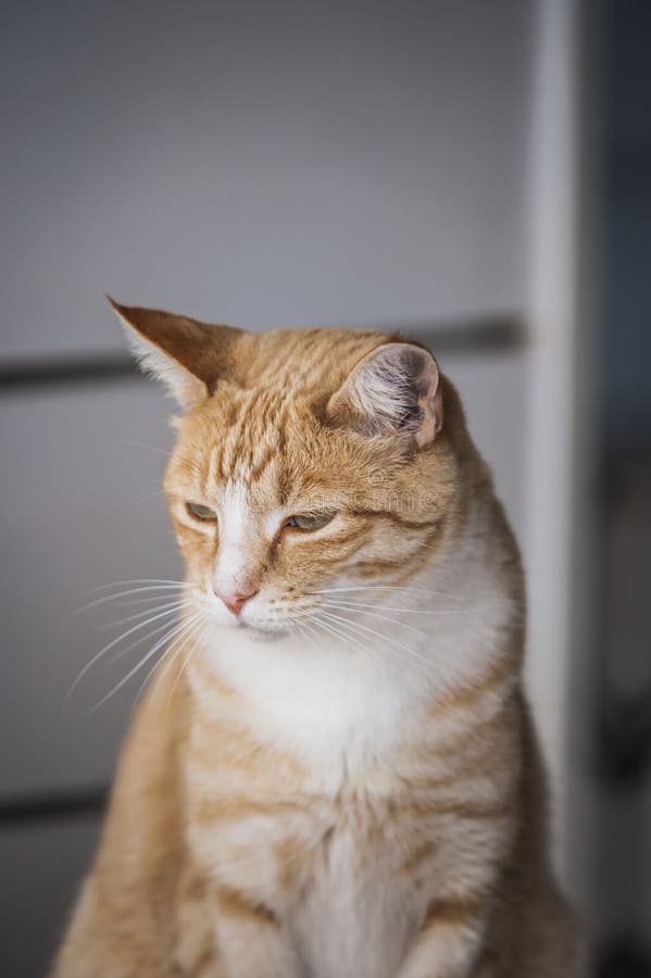 Lo zenzero e il gatto bianco, seduti in posizione verticale, con offuscata sfondo grigio, guardando leggermente verso il basso.