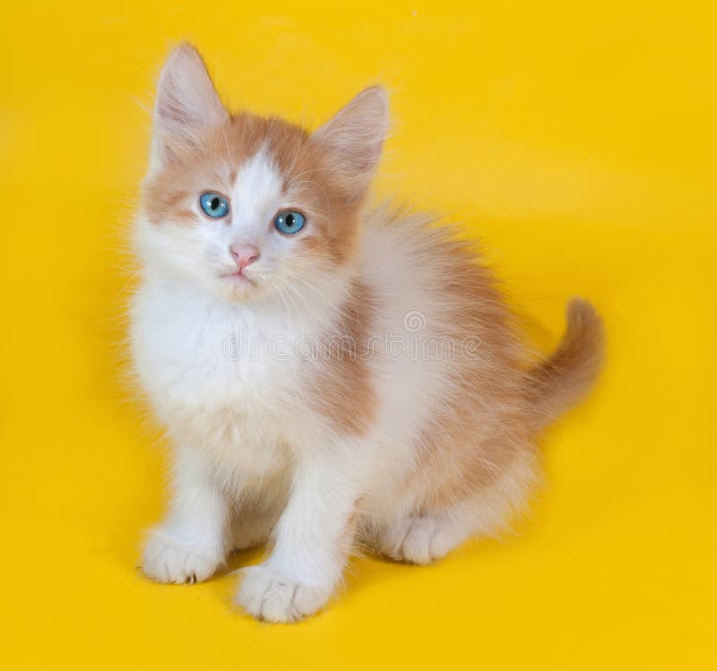 Ginger And White Kitten With Blue Eyes Sitting On Yellow Stock Photo