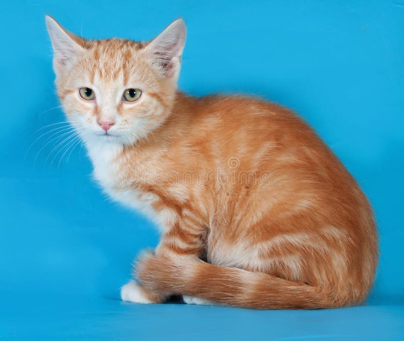 White with Ginger Kitten Stretched Paws Up on Lilac Stock Image Image