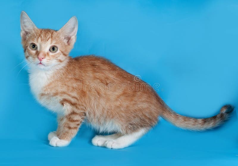 Ginger and White Kitten Standing on Blue Stock Photo Image of kitten