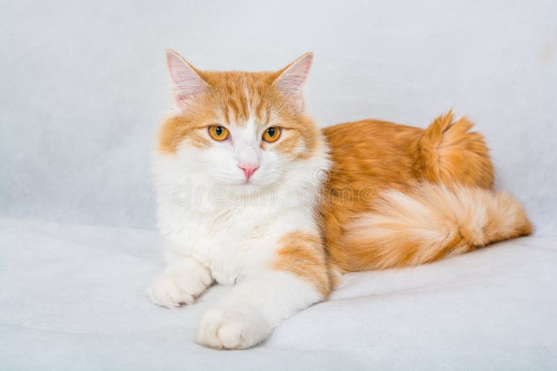ginger long hair kitten