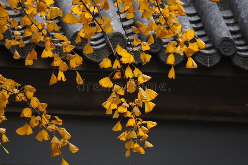 Gingkgo leaves