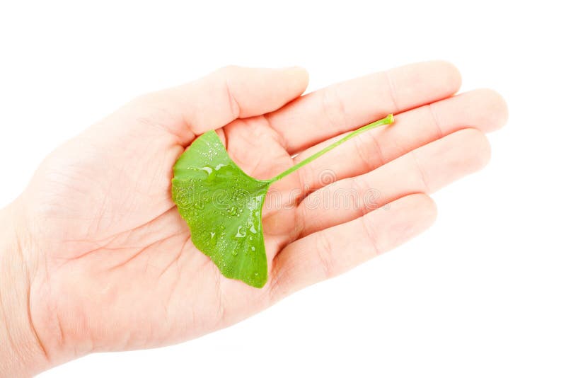 Ginkgo biloba stock image. Image of chinese, ginko, antioxidant 24829551