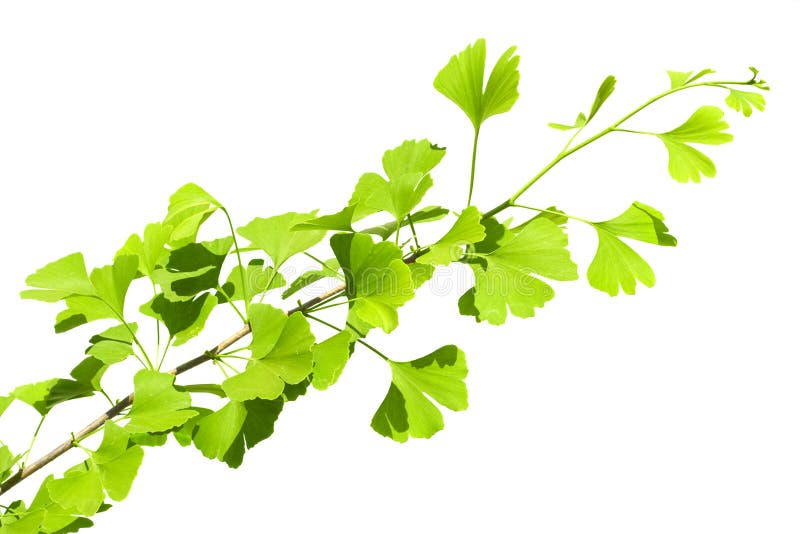 Ginkgo biloba branch stock photos