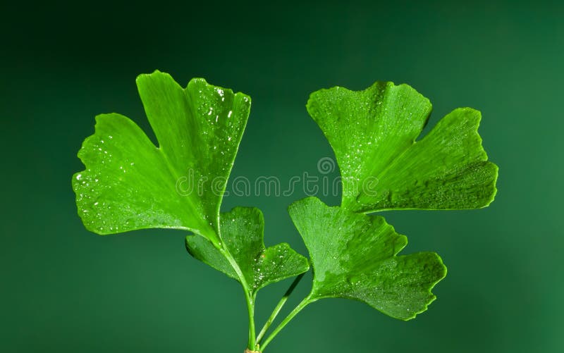 Ginkgo biloba stock image. Image of tree, yound, sapling 50949733