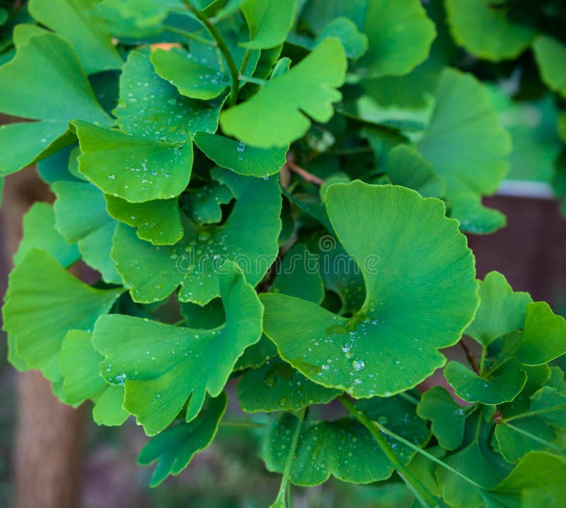 Ginkgo biloba drzewo w dom zieleni ogródzie fotografia stock Ginkgo biloba drzewo w dom zieleni ogródzie fotografia stock